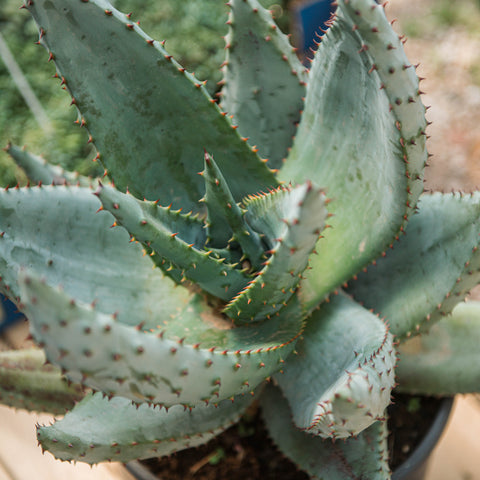 Simegarden Aloe marlothii