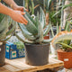 Simegarden Aloe marlothii 28-30 cm