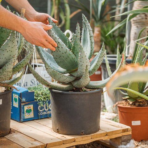 Simegarden Aloe marlothii 28-30 cm