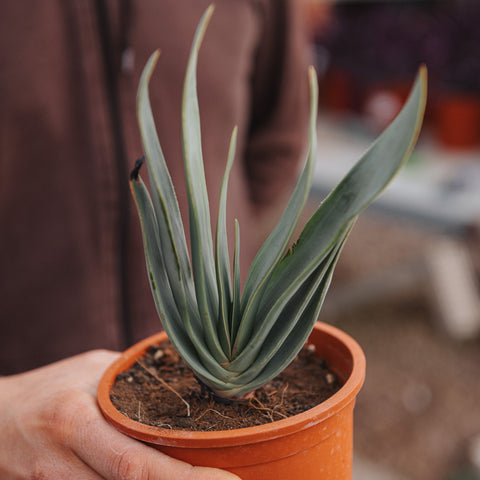 Simegarden Aloe plicatilis 12 cm