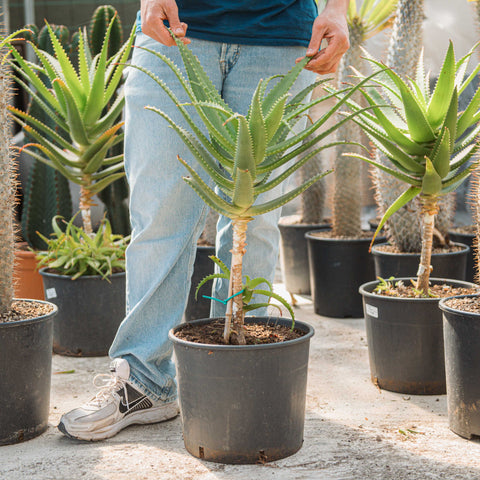 Simegarden Aloe pluridens 30 cm - ESEMPLARE XXL