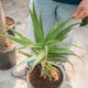 Simegarden Aloe pluridens 30 cm - ESEMPLARE XXL