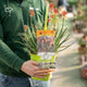 Simegarden Aloe safari sunrise 19 cm