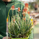 Simegarden Aloe safari sunrise 19 cm