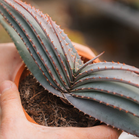 Simegarden Aloe suprafoliata 12.5 cm
