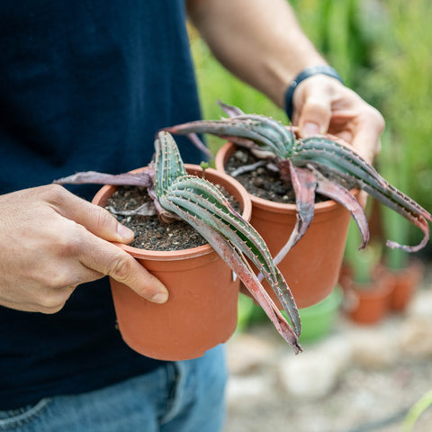 Simegarden Aloe suprafoliata 12.5 cm - M