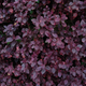 Simegarden Alternanthera purple knight 13 cm