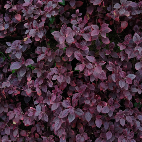 Simegarden Alternanthera purple knight 13 cm