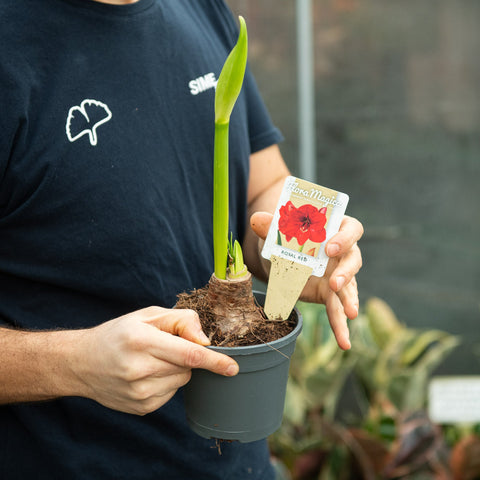 Simegarden Amaryllis in vaso