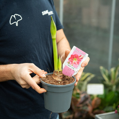 Simegarden Amaryllis in vaso