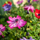 Simegarden Anemone coronaria