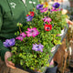 Simegarden Anemone coronaria