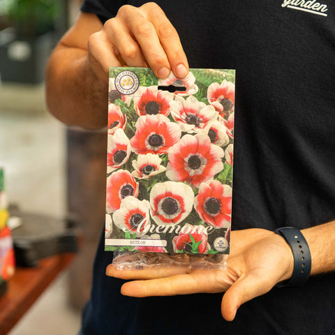 Simegarden Anemone coronaria bicolor 7