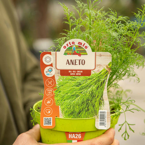 ANETO (Anethum Graveolens) - Vivaio ANETO (Anethum Graveolens) - Vivaio