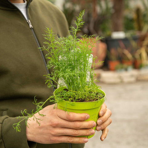 Simegarden Anethum graveolens 14 cm