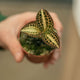 Simegarden Anoectochilus roxburghii pink gold 7 cm