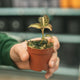 Simegarden Anoectochilus roxburghii pink gold 7 cm
