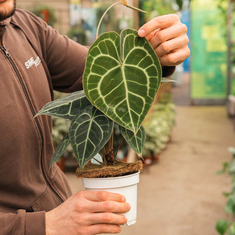 anthurium pianta Anthurium clarinervium