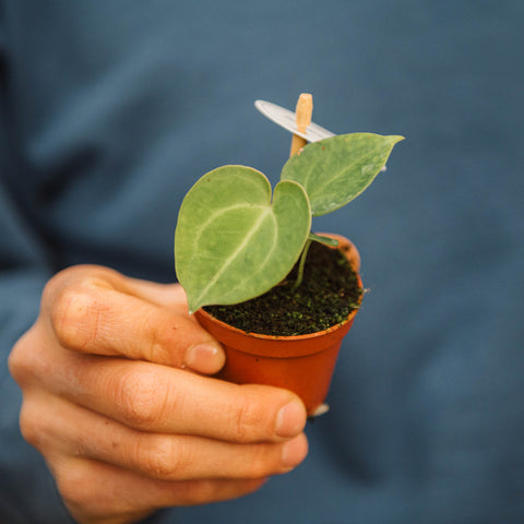 Simegarden Anthurium clarinervium 6 cm