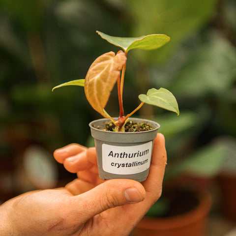 anthurium pianta acidofila Anthurium crystallinum – Simegarden