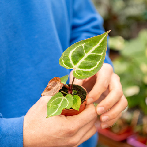 Simegarden Anthurium magnificum 6 cm
