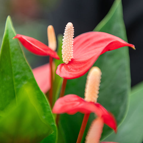 million flowers anthurium Anthurium million flowers – Simegarden