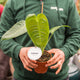 Simegarden Anthurium veitchii 12 cm