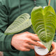 Simegarden Anthurium veitchii 12 cm