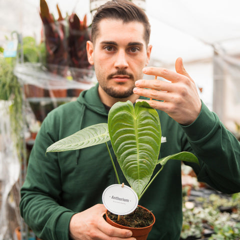 Simegarden Anthurium veitchii 12 cm