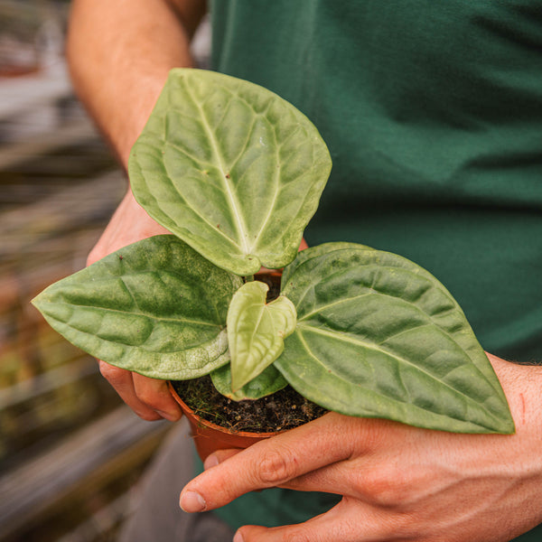 anthurium villenaorum x luxurians Anthurium villenaorum x luxurians – Simegarden