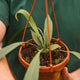 Simegarden Anthurium vittarifolium 14 cm