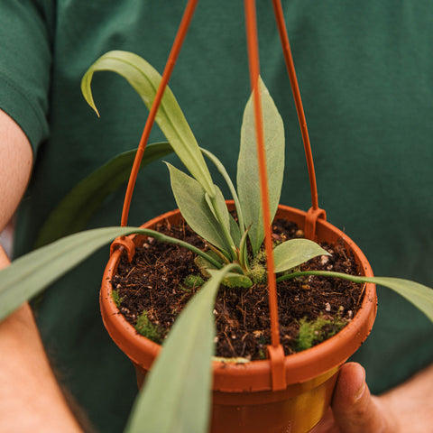 Simegarden Anthurium vittarifolium 14 cm