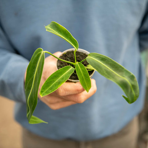 Simegarden Anthurium waroqueanum