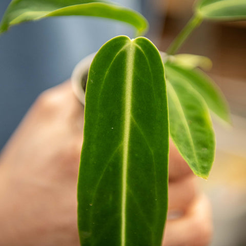 Simegarden Anthurium waroqueanum