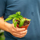 Simegarden Anthurium waroqueanum