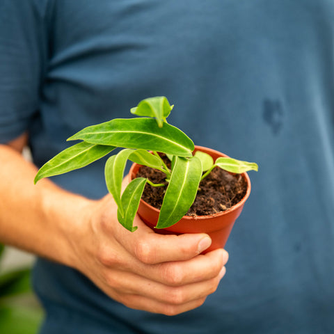 Simegarden Anthurium waroqueanum