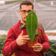 Simegarden Anthurium waroqueanum 14 cm