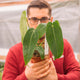 Simegarden Anthurium waroqueanum 14 cm