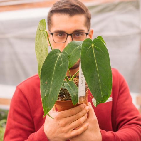 Simegarden Anthurium waroqueanum 14 cm