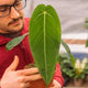 Simegarden Anthurium waroqueanum 14 cm