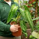 Simegarden Anthurium waroqueanum 17 cm - pianta da curare