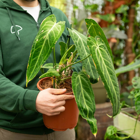 Simegarden Anthurium waroqueanum 17 cm - pianta da curare