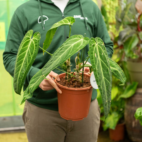 Simegarden Anthurium waroqueanum