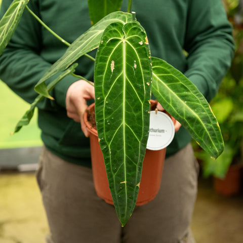 Simegarden Anthurium waroqueanum