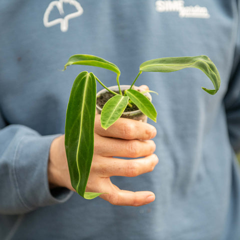 Simegarden Anthurium waroqueanum 7 cm