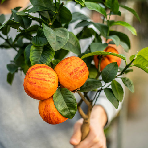Simegarden Arancio arcobal 20 cm / Senza frutti