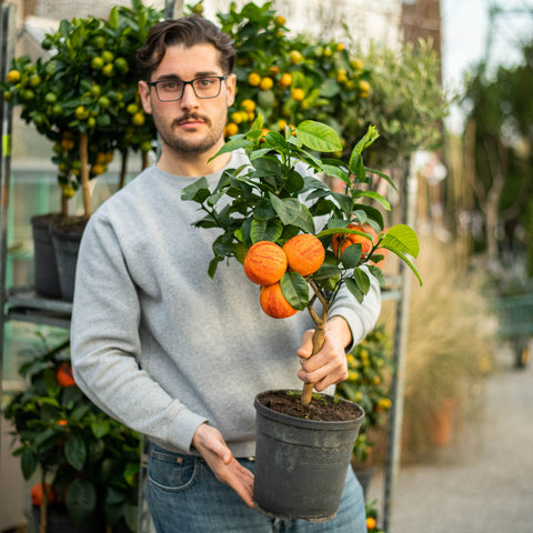 Simegarden Arancio arcobal 20 cm / Senza frutti