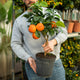 Simegarden Arancio arcobal 20 cm / Senza frutti