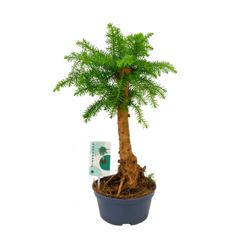 Simegarden Araucaria cunninghamii 16 cm - vaso di coltivazione