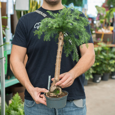 Simegarden Araucaria cunninghamii 16 cm - vaso di coltivazione
